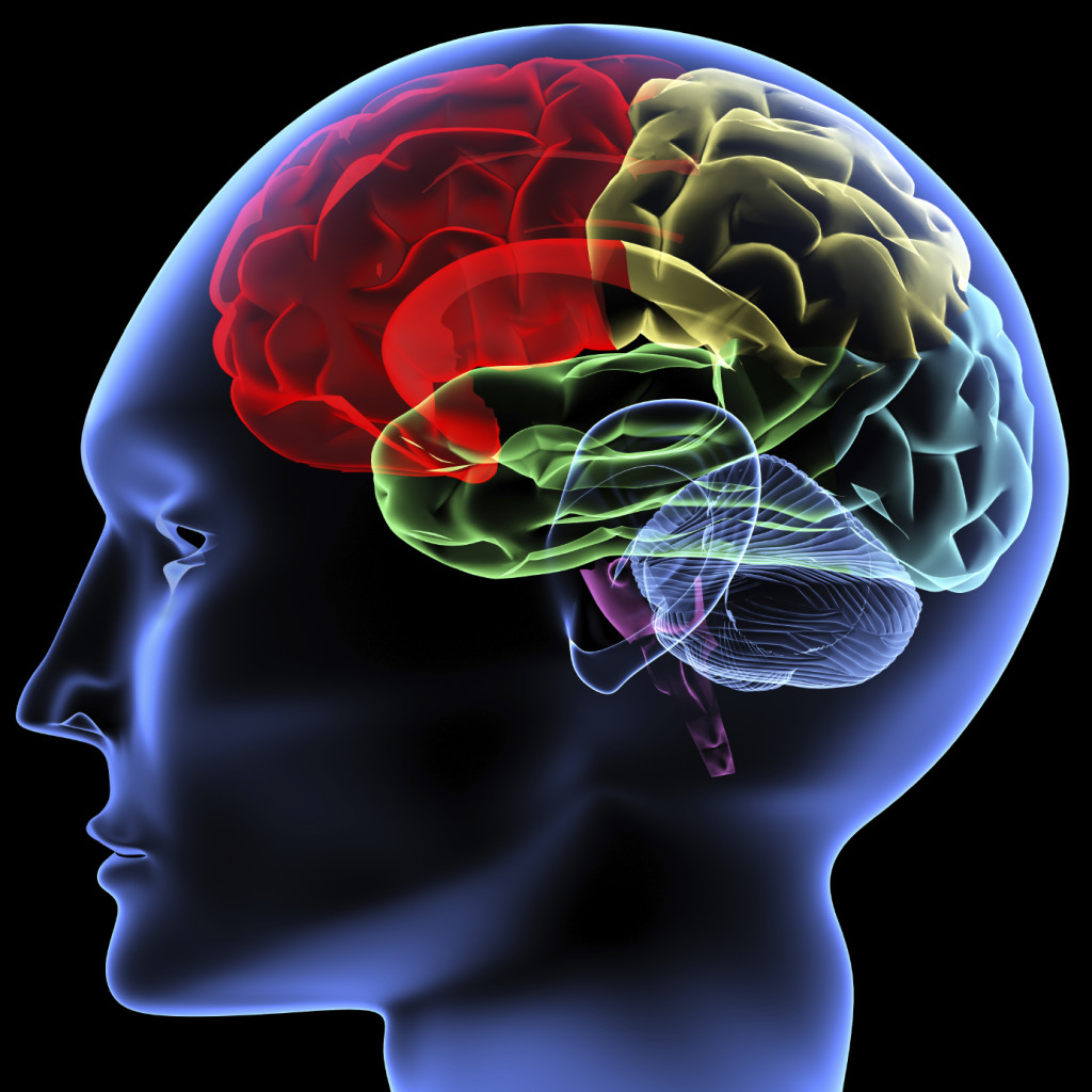 Brain